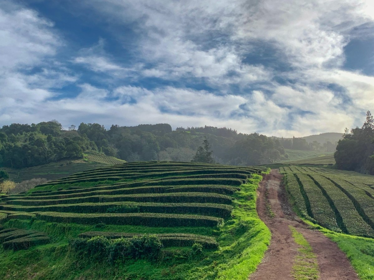 Teatime in the&nbsp;Azores