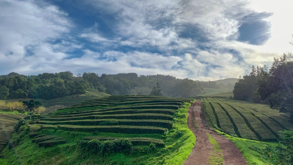 Teatime in the&nbsp;Azores