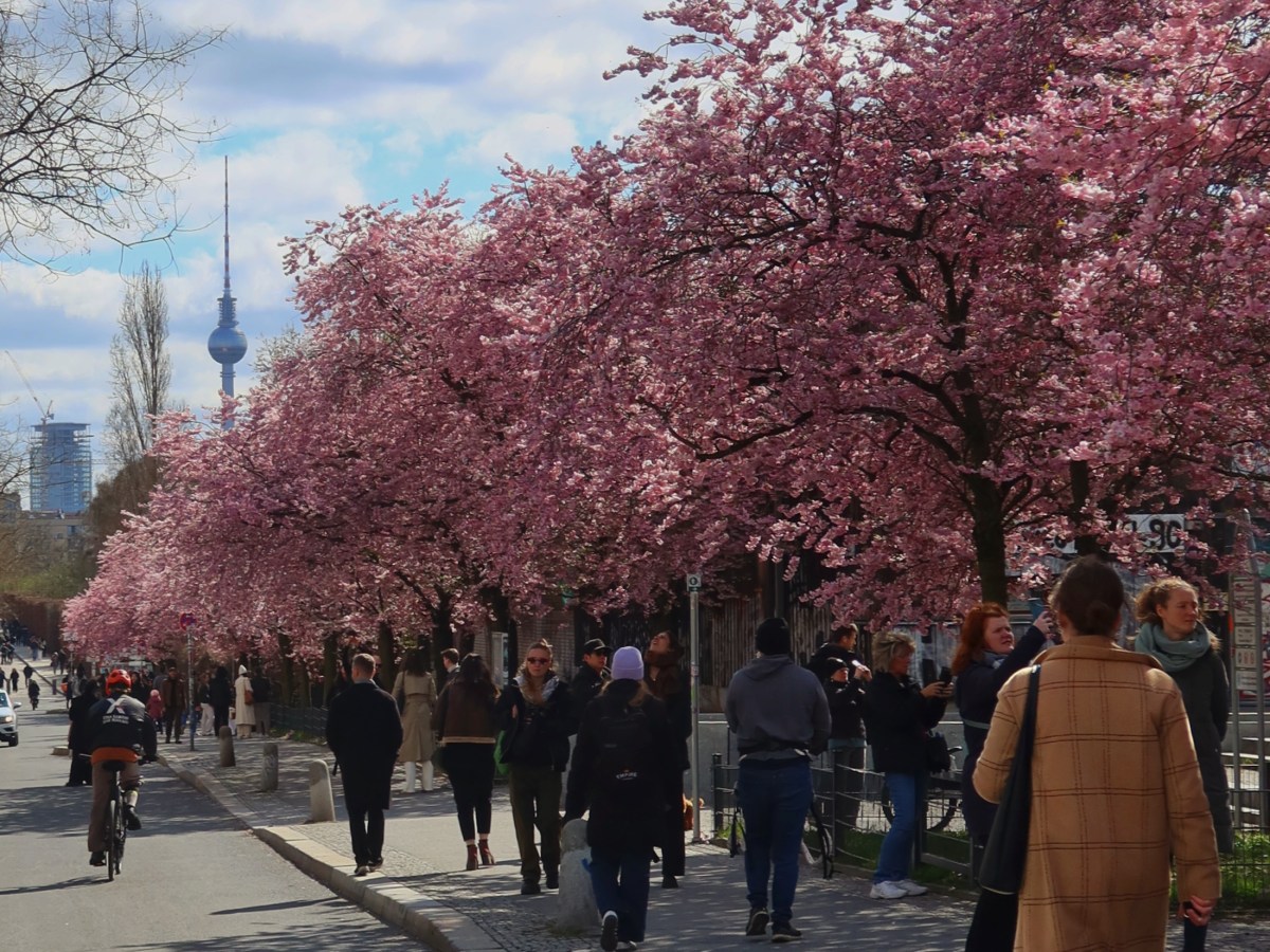 Postcard 05: A time of blossom and&nbsp;remembering